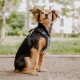 Ein kleiner Hund mit einem schwarz-braunen Fell sitzt auf einem Kiesweg und trägt ein stilvolles schwarzes Geschirr mit einem dekorativen Muster.
