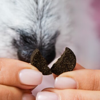 Hände halten ein zerbrochenes dunkles rundes Hundeleckerli zwischen den Fingern, während die Hundenase im unscharfen Hintergrund schnüffelt.