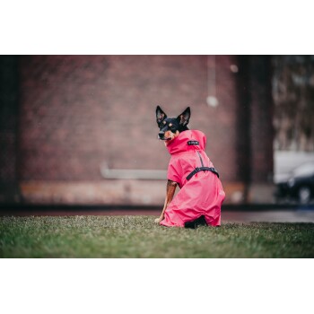 Ein Hund, der einen leuchtend pinken Regenmantel trägt, sitzt auf Gras und schaut zurück zur Kamera, mit einer verschwommenen Ziegelmauer im Hintergrund.