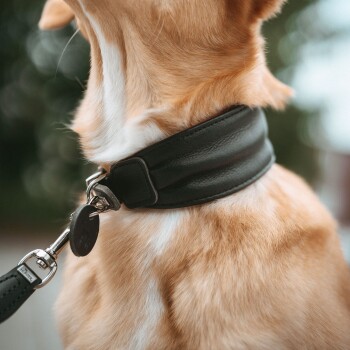 Nahaufnahme des Halses eines hellbraunen Hundes, der ein schwarzes, gepolstertes Lederhalsband mit Leinenclip, rundem Anhänger und Metallverschluss (graviert) trägt.