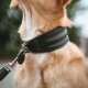 Nahaufnahme des Halses eines hellbraunen Hundes, der ein schwarzes, gepolstertes Lederhalsband mit Leinenclip, rundem Anhänger und Metallverschluss (graviert) trägt.