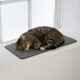 Eine flauschige graue Katze, die auf einer Fensterbank neben einer großen Topfpflanze entspannt, mit gestapelten Büchern in der Nähe und Sonnenlicht, das hereinfällt.
