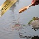 Eine Hand, die bunte Haustierfutterpellets aus einer Holzschaufel in eine ruhige Wasseroberfläche gießt, mit einem goldenen 'PREMIUM'-Abzeichen in der Ecke.