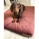 Ein brauner und tanfarbener Dackel sitzt auf einem plüschigen, rosa Hundebett und schaut mit einem neugierigen Ausdruck direkt in die Kamera.