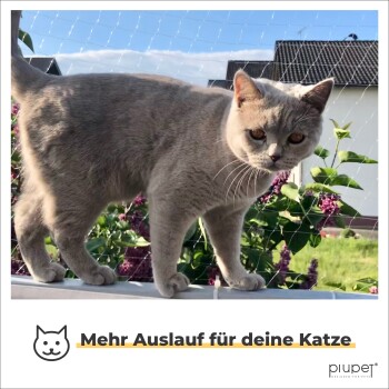 Eine hellgraue Katze auf einer Fensterbank mit grünen Pflanzen und Blumen, unter einem blauen Himmel. Text: "Mehr Auslauf für deine Katze."
