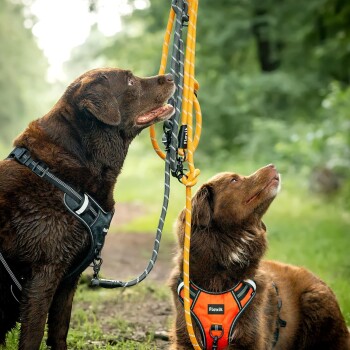 Zwei braune Hunde mit Geschirren, einer in Schwarz und der andere in Orange, schauen zu einer hängenden Leine in einem grünen, bewaldeten Bereich auf.