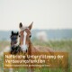Nahaufnahme eines braunen Pferdes mit einem weißen Streifen auf einer Wiese, mit dem Text: "Natürliche Unterstützung der Verdauungsfunktion."