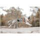 Ein verspielter Hund mit einem grau-weißen Fell, der ein oranges Geschirr trägt und fröhlich über felsiges Gelände springt, umgeben von verschwommenen Bäumen.