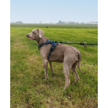 Ein grauer Weimaraner-Hund mit einem blauen Geschirr steht auf einer Wiese und schaut mit einem glücklichen Ausdruck zur Seite.
