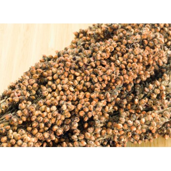 Nahaufnahme eines Bündels Hirse-Samen, die ihre runden, bräunlich-orangefarbenen Körner vor einem hellen Holz-Hintergrund zeigen.