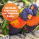 Zwei bunte Loris mit grünen, orangefarbenen und blauen Federn neben einer Sprechblase mit "Optimale Ergänzung zum täglichen Futter."