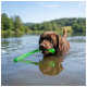 Chocoladekleurige labrador waadt in een meer en houdt een groen touw apporteerspeeltje in zijn bek, met waterreflectie en een met bomen omlijnde oever