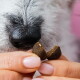 Eine Nahaufnahme der Schnauze und Pfote eines Hundes neben einem Haufen dunkler Haustierleckereien, umgeben von Kokosstücken, Kräutern und lila Blumen auf einem rosa Hintergrund.