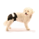 Un chien blanc duveteux portant une couche noire avec une sangle en velcro blanche, se tenant sur un fond blanc.
