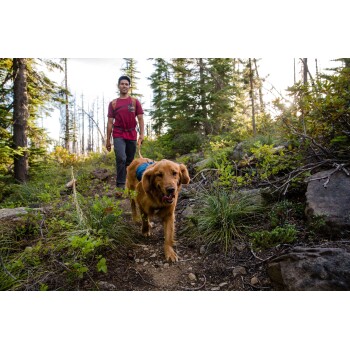 Eine Person führt einen Golden Retriever auf einem Waldweg, umgeben von Grün und Sonnenlicht, das durch die Bäume filtert.