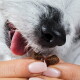 Rosa Bild: Cartoon-Hund, Dose mit der Aufschrift 'Snackie Drops' und die deutsche Überschrift 'Tägliche Fütterungsempfehlung' mit Fütterungstext.
