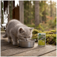 Graues Kätzchen trinkt aus einer Metallschüssel auf einer Holzveranda neben einem Tierfutterbeutel mit der Aufschrift Wilderness True Country