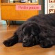 Grand chien noir duveteux couché sur un plancher en bois devant un meuble de style milieu du siècle ; étiquette rose : « Petite pause. »