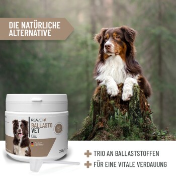 Ein Labrador-Retriever hält eine Metallschüssel im Mund, mit deutschen Fütterungsempfehlungen: "Fütterungsempfehlung" basierend auf Gewicht.