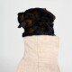 Ein brauner und schwarzer Hund, eingewickelt in ein weiches beiges Handtuch, von hinten betrachtet vor einem schlichten weißen Hintergrund.