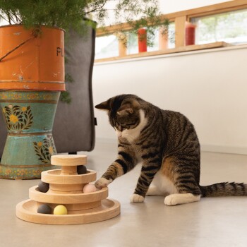 Eine verspielte getigerte Katze interagiert mit einem Holzpuzzle-Spielzeug mit bunten Bällen, in einem hellen, modernen Raum mit Pflanzen.