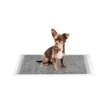 Ein kleiner braun-weißer Chihuahua sitzt auf einem grauen Haustiertrainingspad mit weißen Rändern, vor einem weißen Hintergrund.