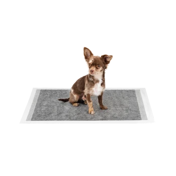 Ein kleiner braun-weißer Chihuahua sitzt auf einem grauen Haustiertrainingspad mit weißen Rändern, vor einem weißen Hintergrund.