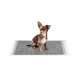 Ein kleiner braun-weißer Chihuahua sitzt auf einem grauen Haustiertrainingspad mit weißen Rändern, vor einem weißen Hintergrund.