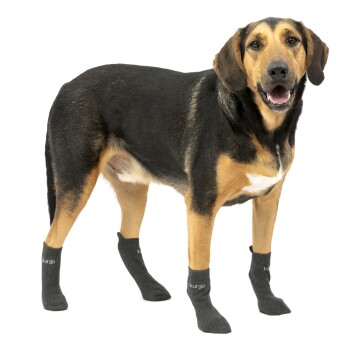 Ein Hund, der graue Kurgo-Socken trägt, steht aufrecht und zeigt sein schwarz-braunes Fell. Die Socken sind für den Komfort und den Schutz des Haustieres konzipiert.