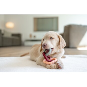 Ein verspielter hellfarbener Welpe liegt auf einem weißen Teppich und kaut auf bunten Gummiringen in Rottönen, Grün und Orange.