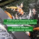Ein Golden Retriever trinkt aus einem Pool, während Koi-Fische in der Nähe schwimmen. Text: "Schwimmteich geeignet 100% natürliche Inhaltsstoffe."