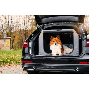 Ein flauschiger, orange-weißer Hund, der im hinteren Teil eines schwarzen SUVs entspannt, mit einer grauen Haustierbarriere und herbstlichem Laub im Hintergrund.