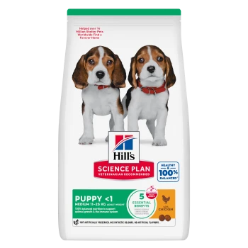 Sac de nourriture pour chiots Hill's Science Plan avec deux chiots beagle ; on lit «CHIOT <1», «5 avantages essentiels», «avec poulet».
