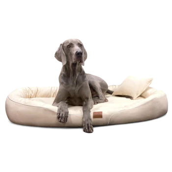 Grauer Hund, der auf einem beigen gepolsterten Haustierbett mit kleinem Kissen und einem Leder-Brandetikett liegt.