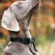 Eine Nahaufnahme eines Weimaraner-Hundes mit einem schwarzen Halsband und einer grünen Schnalle, der nach oben schaut, vor einem verschwommenen Herbsthintergrund.