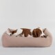 Ein brauner und weißer Hund liegt bequem in einem weichen, beigen Hundebett und sieht entspannt aus, während er auf einem Spielzeug kaut.
