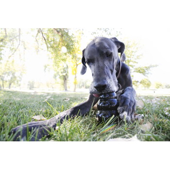 Grote grijze Deense dog die op een zwart Kong-speelgoed kauwt terwijl hij op het gras ligt in een zonnig park
