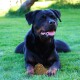 Ein schwarzer Rottweiler liegt auf grünem Gras, mit einem kleinen Haufen Hundekot vor sich.