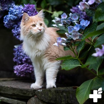 Eine flauschige orange-weiße Katze steht zwischen lebhaften lila und blauen Blumen, mit einer steinernen Oberfläche darunter.