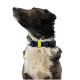 Dreifarbiger Hund blickt nach oben, trägt ein marineblaues Halsband mit neon-gelbem Akzent, hat eine flauschige weiße Brust, vor weißem Hintergrund.