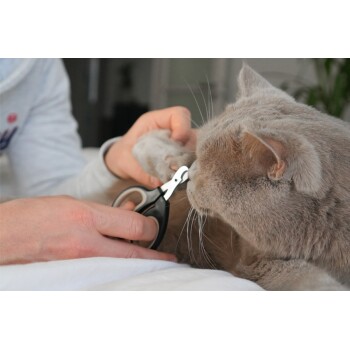 Eine Person schneidet sanft die Krallen einer grauen Katze mit einer schwarzen Nagelschneider, die auf einem weißen Bett sitzt.