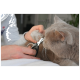 Eine Person schneidet sanft die Krallen einer grauen Katze mit einer schwarzen Nagelschneider, die auf einem weißen Bett sitzt.
