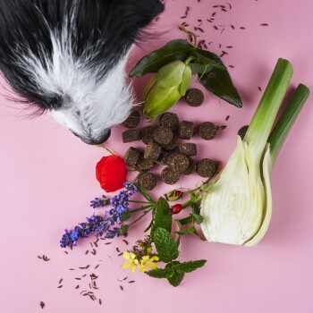 Die Schnauze eines Hundes ist in der Nähe einer Vielzahl von Kräutern, Blumen und dunklen, runden Leckerlis auf einem rosa Hintergrund zu sehen.