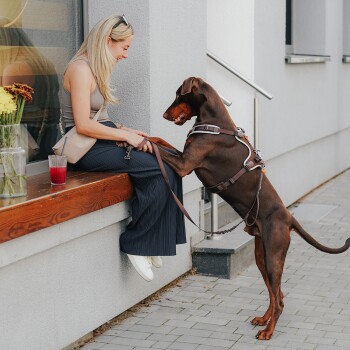 Frau sitzt auf einer Bank vor einem Laden und hält die Pfoten eines stehenden Dobermanns im Geschirr und an der Leine; ein Getränk steht in der Nähe.