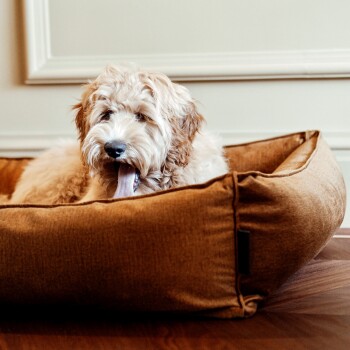 Ein flauschiger, hellfarbener Hund gähnt, während er in einem gemütlichen, braunen Haustierbett auf einem Holzboden liegt.