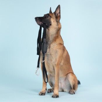 Visibility Leash dark dunkelgrau 2 cm