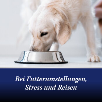 Cremefarbener Hund frisst aus einem Edelstahlnapf; blaues Banner darunter lautet 'Bei Futterumstellungen, Stress und Reisen'.
