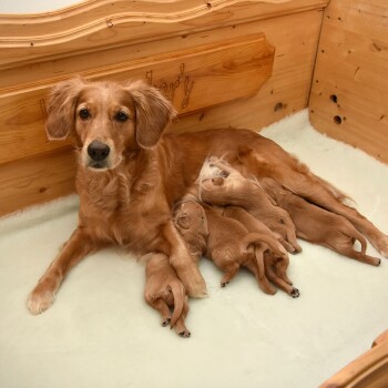 Golden Retriever Mutter säugt sechs Welpen in einer hölzernen Wurfkiste mit „Landy“ in die Rückwand eingraviert.