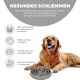 Ein glücklicher Golden Retriever liegt neben einer langsamen Futter-Schüssel und fördert gesundes Essen, Verdauung und geistige Anregung.