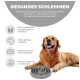 Ein glücklicher Golden Retriever liegt neben einer langsamen Futter-Schüssel und fördert gesundes Essen, Verdauung und geistige Anregung.